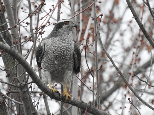 American Goshawk photographed in Washington