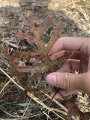 Quercus laevis image