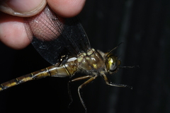 Neurocordulia yamaskanensis