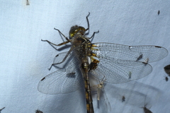 Neurocordulia yamaskanensis