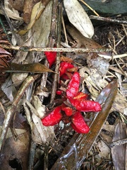 Scaphochlamys perakensis