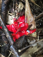 Scaphochlamys perakensis