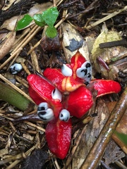 Scaphochlamys perakensis