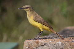 Machetornis rixosa