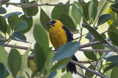 Gymnomystax mexicanus