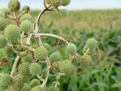 Paramantispa decorata