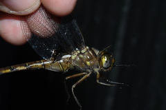 Neurocordulia yamaskanensis