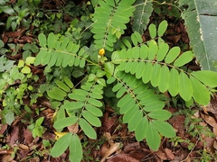 Senna reticulata