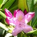 Rhododendron catawbiense - Photo (c) Lindley Ashline, μερικά δικαιώματα διατηρούνται (CC BY-NC)