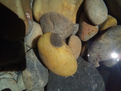 Chitonina