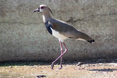 Vanellus chilensis