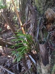 Psilotum complanatum