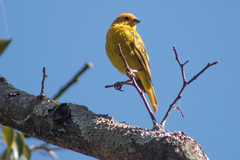 Sicalis flaveola