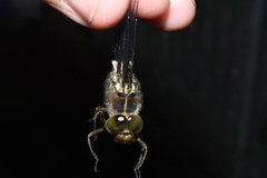 Neurocordulia yamaskanensis