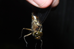 Neurocordulia yamaskanensis