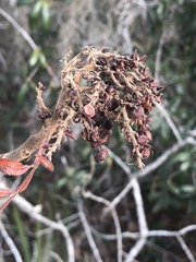 Rhus copallina image