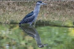 Nycticorax nycticorax