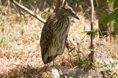 Nycticorax nycticorax