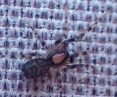 Phrurolithidae