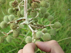 Paramantispa decorata