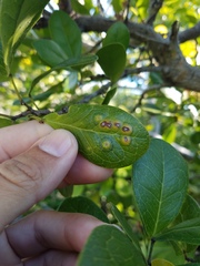 Tanaostigmodes pithecellobiae