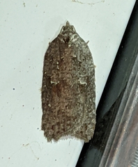 Acleris maximana