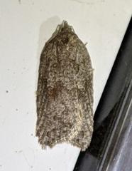 Acleris maximana