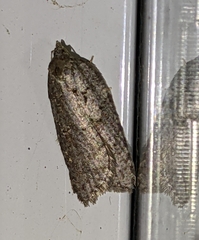 Acleris maximana