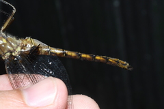 Neurocordulia yamaskanensis