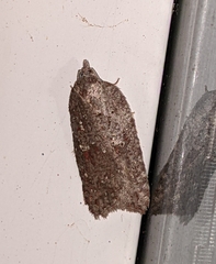 Acleris maximana