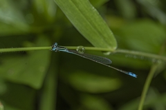 Aciagrion occidentale