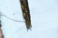 Neurocordulia yamaskanensis