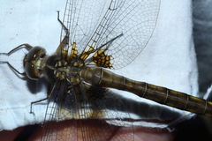 Neurocordulia yamaskanensis