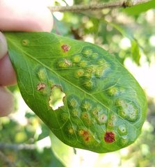 Tanaostigmodes pithecellobiae