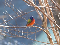 Passerina ciris ciris