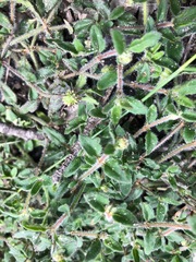 Opercularia hispida