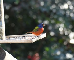 Passerina ciris ciris