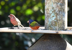 Passerina ciris ciris
