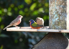 Passerina ciris ciris