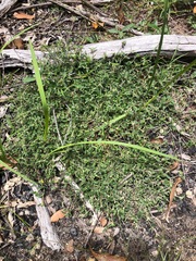 Opercularia hispida