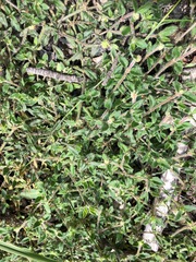Opercularia hispida