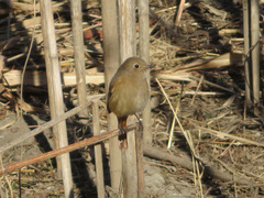 Phoenicurus auroreus