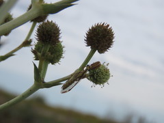 Paramantispa prolixa