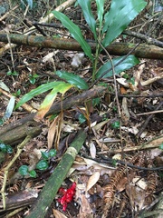 Scaphochlamys perakensis