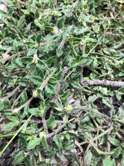 Opercularia hispida
