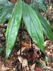 Scaphochlamys perakensis