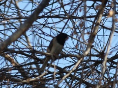 Junco hyemalis