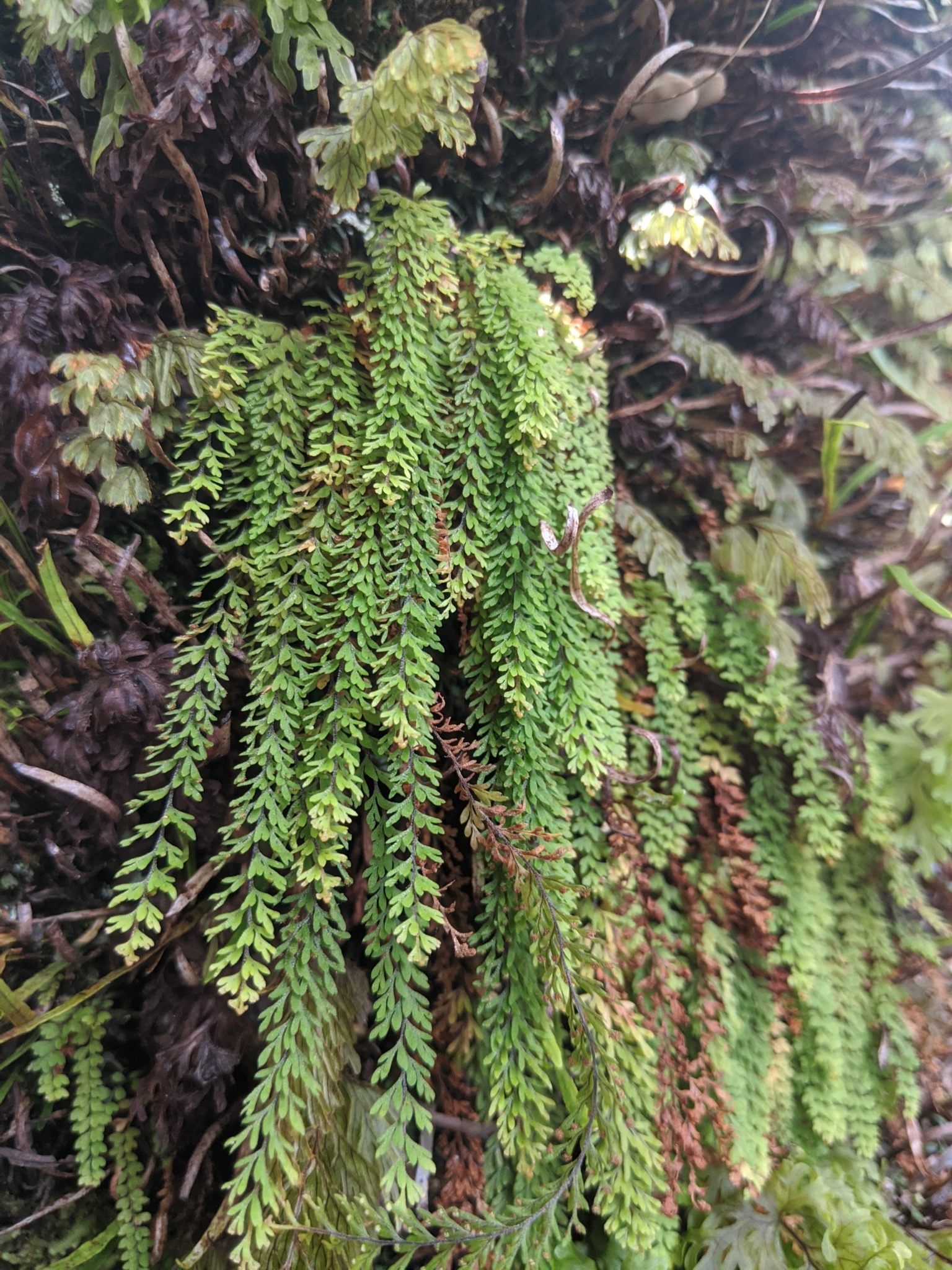 Adenophorus hymenophylloides