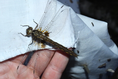 Neurocordulia yamaskanensis