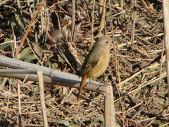 Phoenicurus auroreus